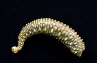 未知種海蛭藏品圖，第2張
